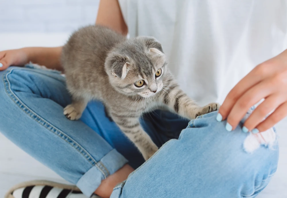 camera to watch pets while away